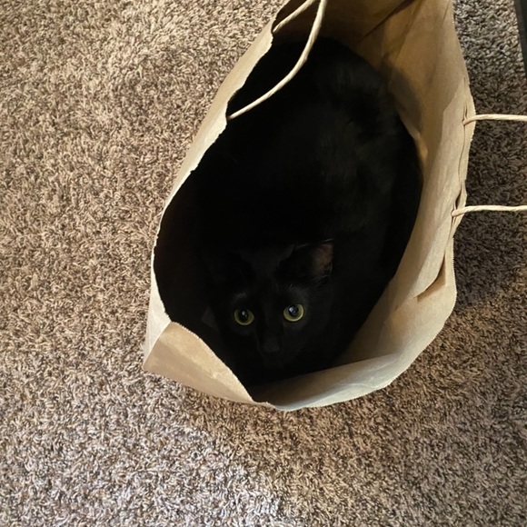 SUPPORT OUR STORE 🩷💐🐈‍⬛ ACCEPTING REASONABLE OFFERS  RIGHT NOW 💕👏🏻 - Picture 3 of 3